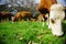 Cattle grazing in typical agricultural image