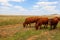 Cattle grazing in the veld