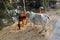 Cattle grazing, village Kumrokhali, India