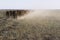 Cattle heading for water through dust