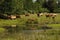 Cattle herd in BC, Canada