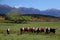 Cattle herd in the Eglinton River Valley