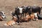 Cattle herd on a farm near Rustenburg, South Africa