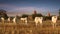 Cattle herd going through amazing sunset landscape. Bagan. Myanmar (Burma)