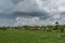 Cattle herd graze in pasture with dramatic storm cloud