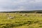 Cattle herd on a meadow
