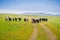 Cattle herd on a pasture up in the hills blocking a hiking trail, south San Francisco bay, San Jose, California