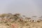 Cattle herd and umbrella acacias Albizia sp. in the dusty savanna near Serengeti National Park