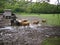 Cattle and horse in a muddy field