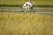 Cattle inside a paddy field