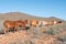 Cattle in the Karoo