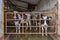 Cattle life on a livestock farm