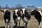 Cattle Lined Up at the Fence