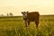 Cattle looking to the camera,