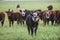 Cattle looking to the camera,