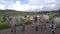 Cattle at the Mambila Plateau road