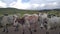 Cattle at the Mambila Plateau road