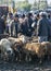 Cattle market in Kyrgyzstan