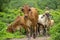 Cattle for meat production in thailand farmers cows in nature