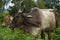 Cattle for meat production in thailand farmers cows in nature