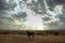 Cattle in the middle of a dry field isolated place and cloudy sky