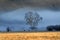 Cattle in Morning Fog