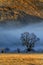 Cattle in Morning Fog