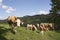 Cattle at mountain pasture