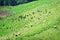 Cattle in mountain pastures