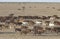 Cattle muster