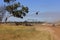 Cattle mustering with helicopter and motorbikes in Australia