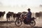 Cattle mustering on motor bike