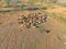 Cattle mustering in outbacks