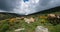 Cattle in the national park of Cevennes, col de niel, Mont Lozere, France