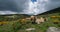 Cattle in the national park of Cevennes, col de niel, Mont Lozere, France