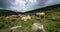 Cattle in the national park of Cevennes, col de niel, Mont Lozere, France