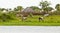 Cattle at the nile river in South Sudan