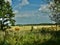 Cattle and the Norfolk landscape