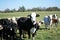 Cattle out for grazing the land.