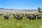 Cattle out to pasture under blue sky in summer