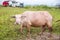 Cattle in pasture