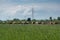 Cattle in pasture against electric pylons and enormous cloud