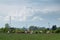 Cattle in pasture against electric pylons and enormous cloud