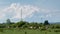 Cattle in pasture against transmission line and enormous cloud