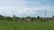 Cattle in pasture against transmission line and enormous cloud