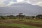 Cattle on pasture and in the background Kilimanjaro in Kenya