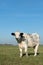 Cattle on a pasture in summer in North Germany, Europe