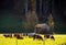 Cattle on pasture in the sun in front of wooden hut and edge of forest in shade