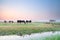 Cattle on pasture at sunrise