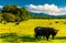 Cattle in a pasture and view of the Blue Ridge Mountains, in the